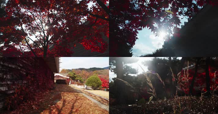 秋天阳光穿过红色枫叶