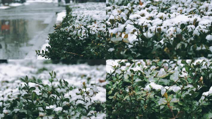 下雪雪花绿化带小区植被雨雪冬天忍冬草