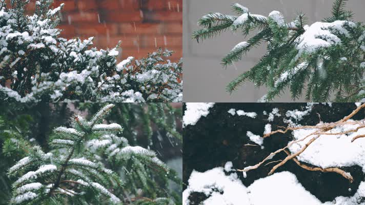 松树雪松白雪皑皑冬日冬天雪花飘雪青松下雪