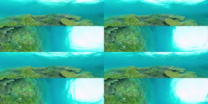 N0789-8K海底世界珊瑚鱼群全景视频