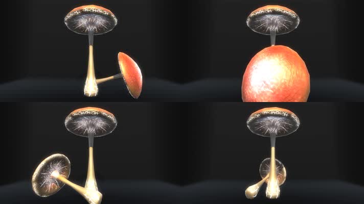 【4K】蘑菇动画