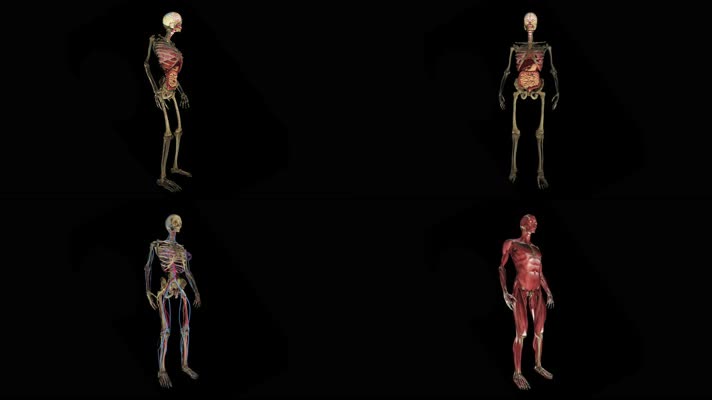 人体三维机理动画视频素材