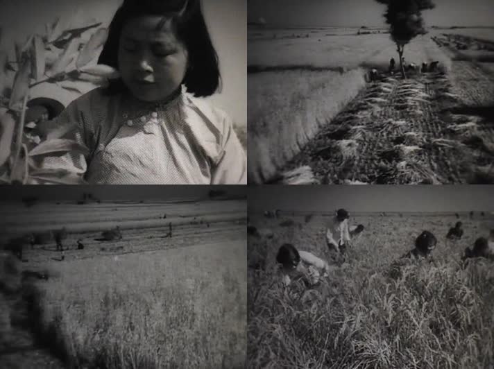 50年代农村劳动收割影像视频