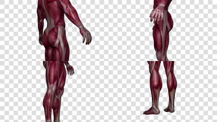 人体肌肉组织-alpha通道