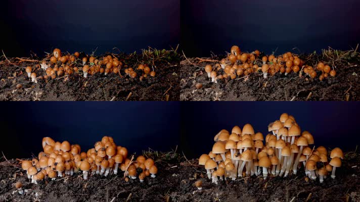 蘑菇生长过程