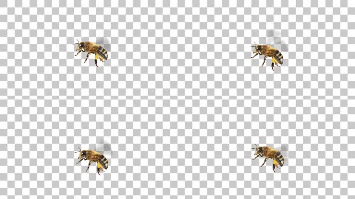 蜜蜂-alpha通道