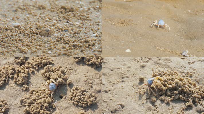 沙滩上的小螃蟹
