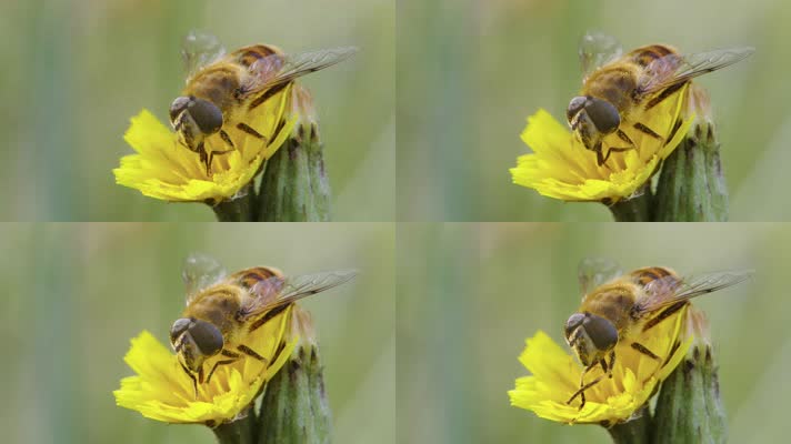 沾满花粉的蜜蜂