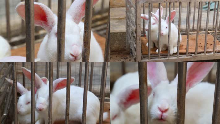 关在笼子里的小白兔
