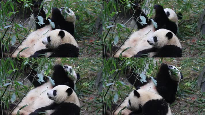 2个大熊猫在吃竹子