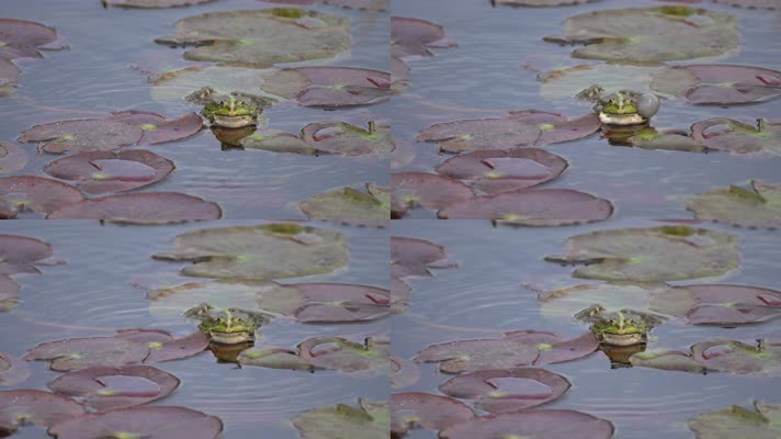 青蛙在池塘中鸣叫
