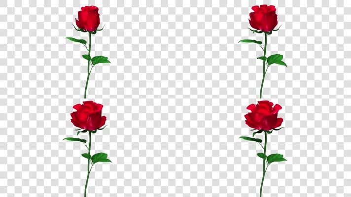 盛开的玫瑰花-alpha通道