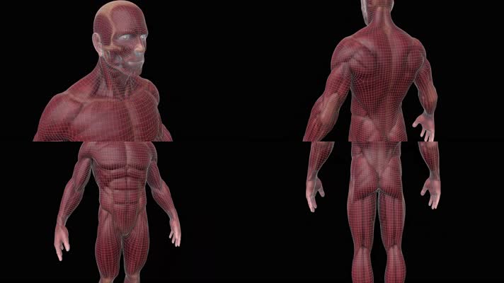【4K】人体模型