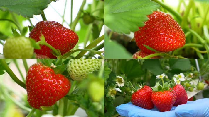 草莓成熟4K实拍展示（优化）
