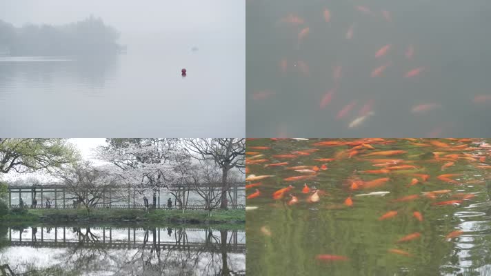 杭州西湖花港观鱼樱花雾气视频