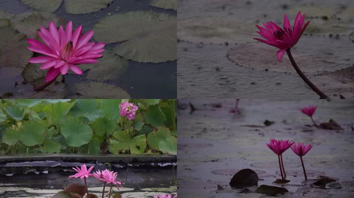 雨中的粉色水莲花