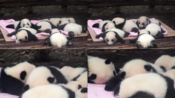 动物园里的大熊猫17