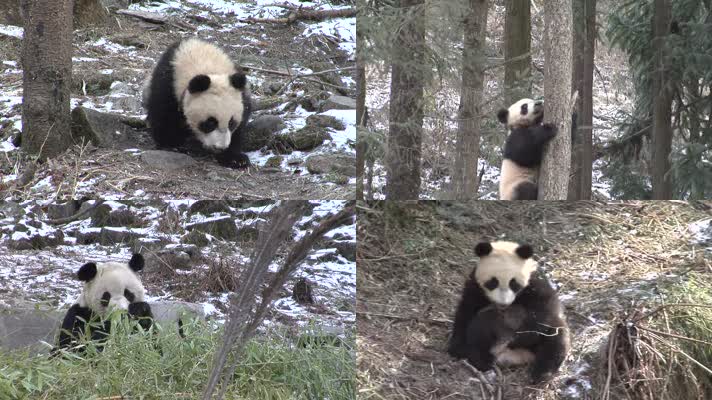 动物园里的大熊猫9