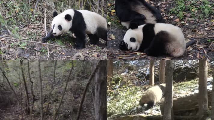 动物园里的大熊猫13