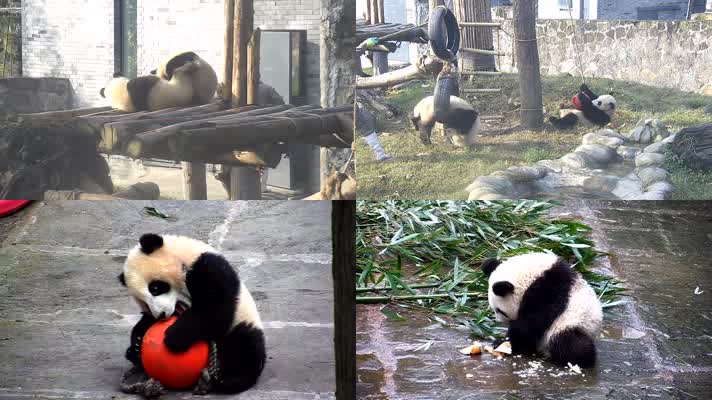 动物园里的大熊猫6