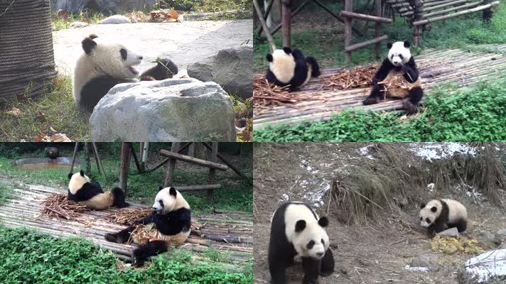 动物园里的大熊猫8