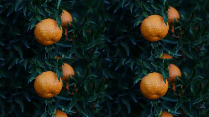 橘子树1