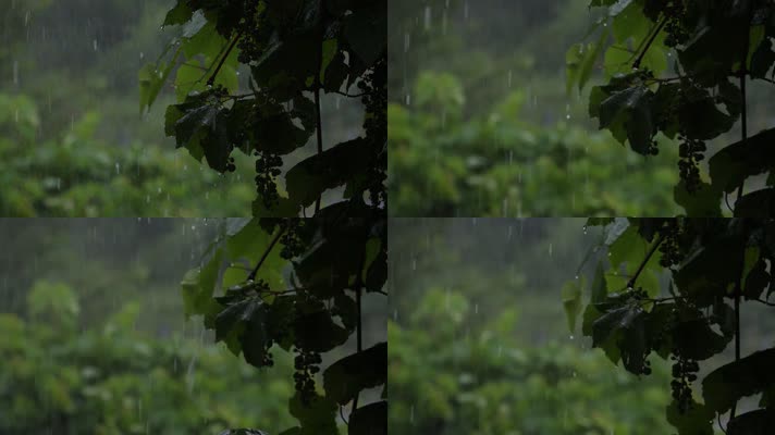 下雨天的葡萄树叶