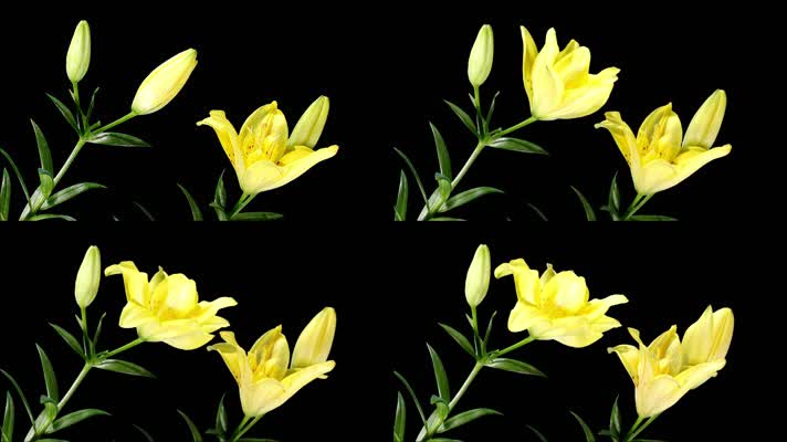 黄色花朵开放-alpha通道