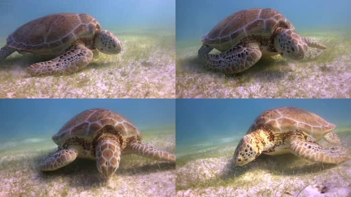 水下拍摄海龟觅食视频