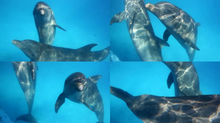 水下拍摄两只海豚在水下嬉戏