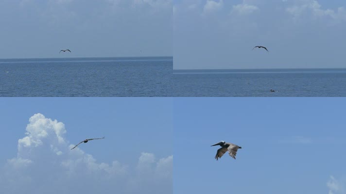 海面飞翔的海鸟