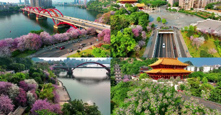 广西柳州紫荆花4月风光2022年最新航拍