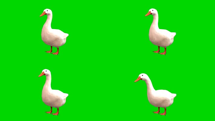 绿幕视频素材鹅