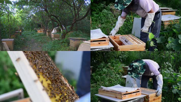 农户养殖蜜蜂取蜂蜜
