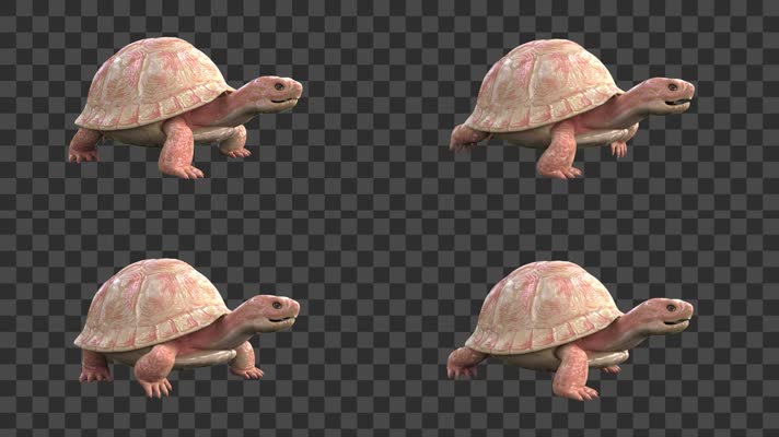4K乌龟海龟-alpha通道