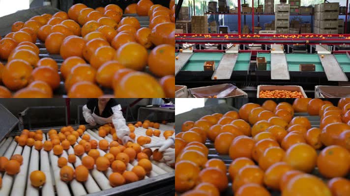 橙子清洗加工厂区视频实拍
