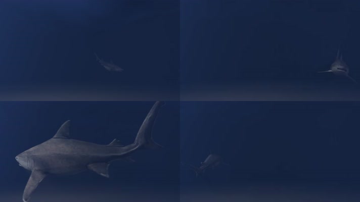 【4K】鲨鱼动画