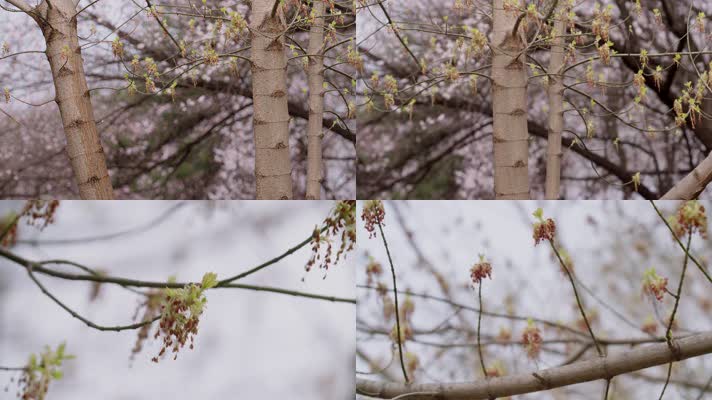 复叶枫梣叶槭花开流苏
