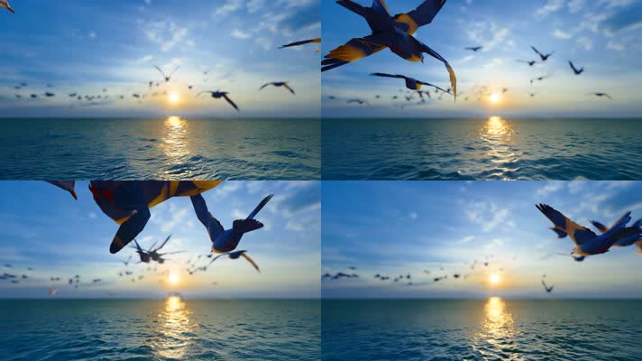 4k 一群海鸥向着太阳飞去
