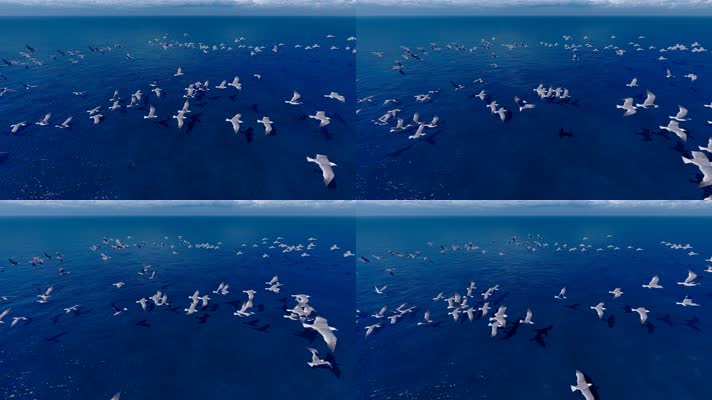 4k 一群海鸥在海面盘旋飞舞