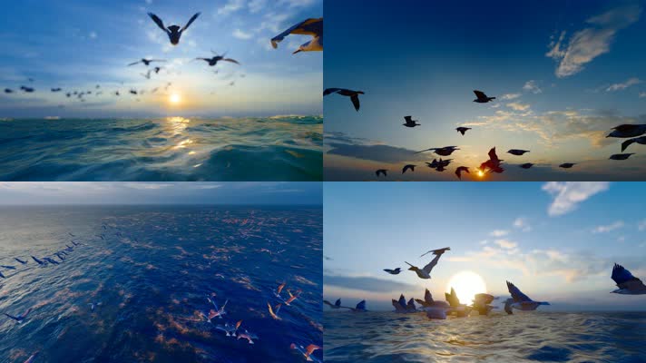 4k 海燕在海面飞舞合集