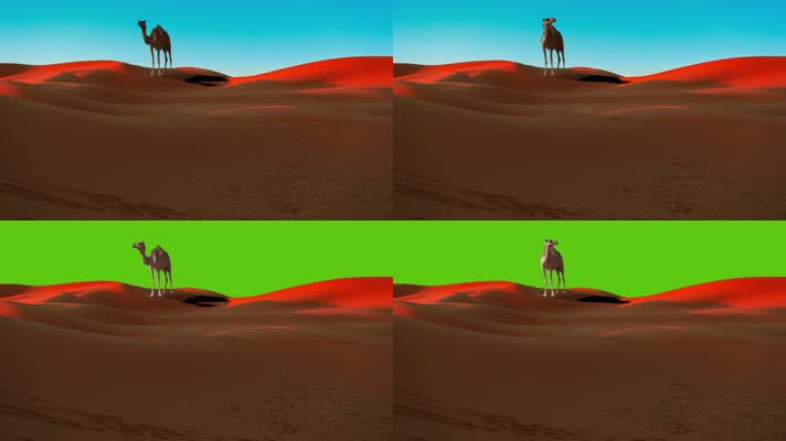 【4K】沙漠骆驼