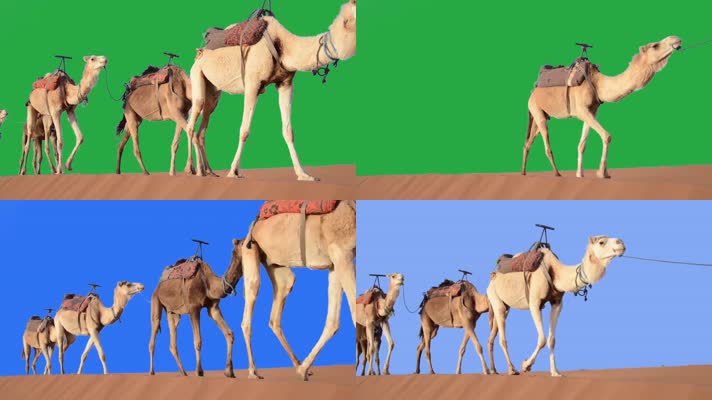 【4K】骆驼商队