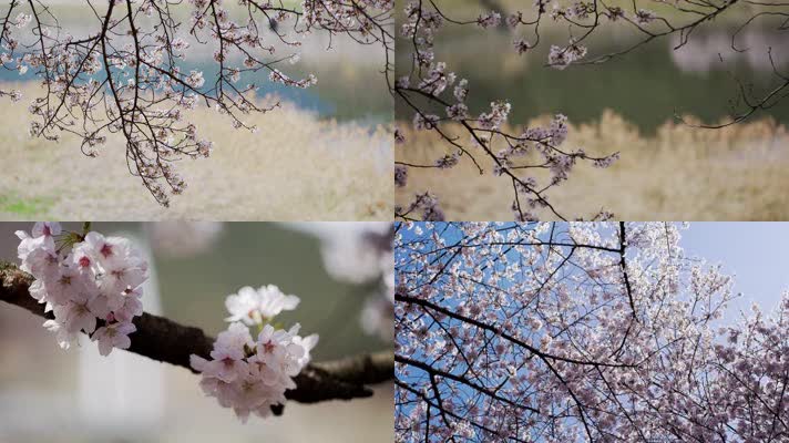 【4K】樱花美景