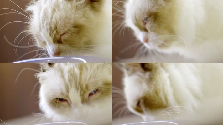 宠物猫实拍8 布偶猫吃东西特写 