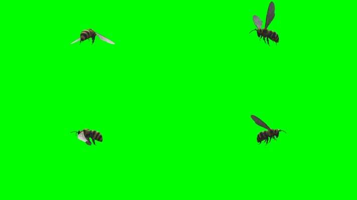 绿幕视频素材蜜蜂