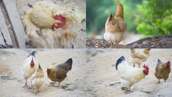 土鸡山鸡跑步鸡原生态养殖散养鸡