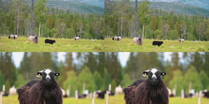 草场牧场羊群黑羊