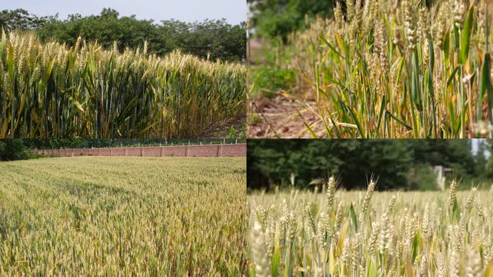 麦子成熟-小麦-成熟-麦田
