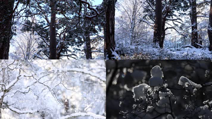 冬季松树林树枝积雪